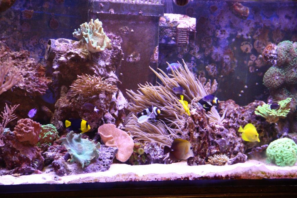 Wydział Nauk Ścisłych i Przyrodniczych – rafa koralowa